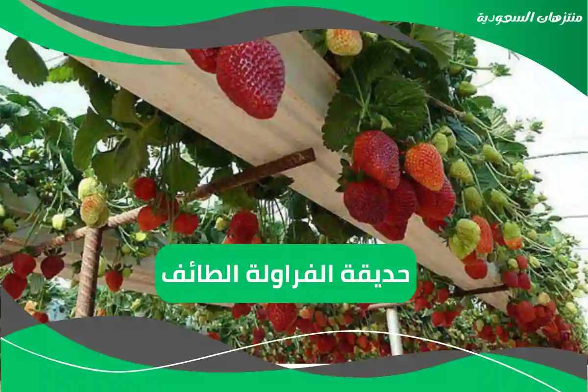 حديقة الفراولة الطائف